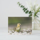 Cute Chick Natuur Foto Briefkaart (Staand voorkant)