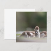 Cute Chick Natuur Photo Card (Voorkant / Achterkant)