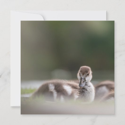 Cute Chick Natuur Photo Card (Voorkant)