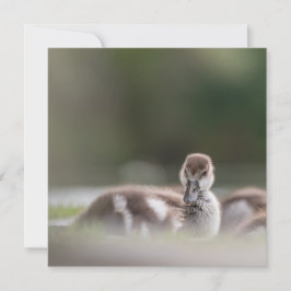 Cute Chick Natuur Photo Card