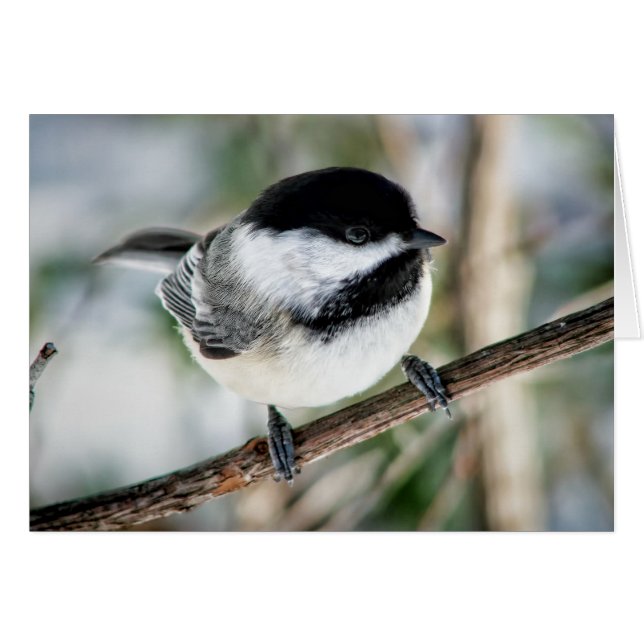 Cute Chickadee in Winter (Voorkant Horizontaal)