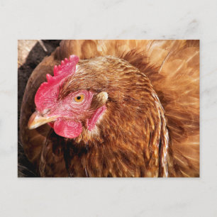 CUTE CHICKEN BRIEFKAART