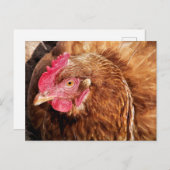 CUTE CHICKEN BRIEFKAART (Voorkant / Achterkant)