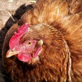 CUTE CHICKEN BUTTON FLESOPENER