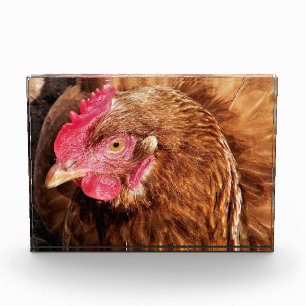 CUTE CHICKEN FOTOBLOKKEN