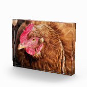 CUTE CHICKEN FOTOBLOKKEN (Rechts)
