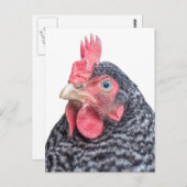 Cute Chicken Photo Black en White Feathers Briefkaart (Voorkant / Achterkant)