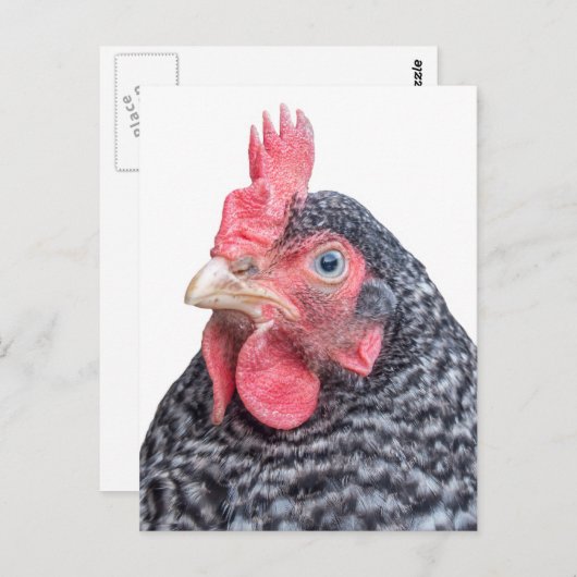Cute Chicken Photo Black en White Feathers Briefkaart (Voorkant / Achterkant)