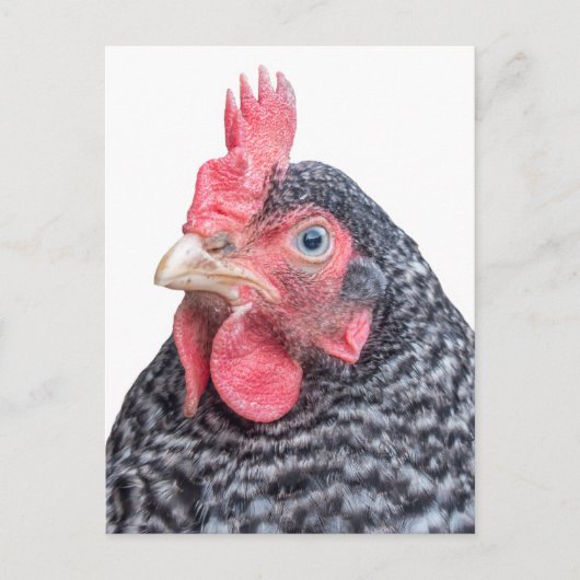 Cute Chicken Photo Black en White Feathers Briefkaart (Voorkant)