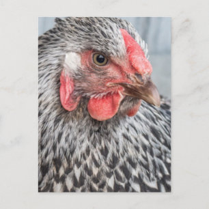 Cute Chicken Photo Black en White Feathers Briefkaart