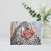 Cute Chicken Photo Black en White Feathers Briefkaart (Staand voorkant)