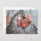 Cute Chicken Photo Black en White Feathers Briefkaart (Voorkant / Achterkant)