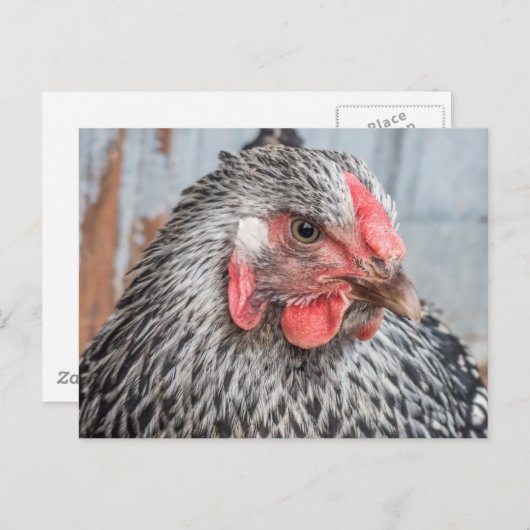 Cute Chicken Photo Black en White Feathers Briefkaart (Voorkant / Achterkant)
