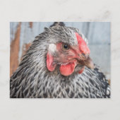 Cute Chicken Photo Black en White Feathers Briefkaart (Voorkant)