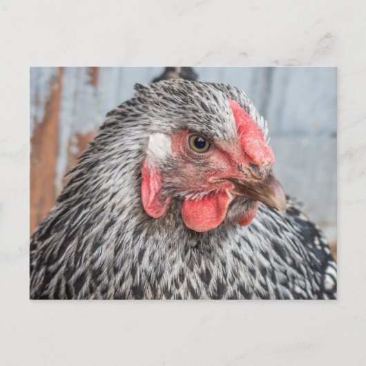 Cute Chicken Photo Black en White Feathers Briefkaart (Voorkant)