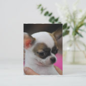 Cute Chihuahua Briefkaart (Staand voorkant)