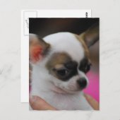 Cute Chihuahua Briefkaart (Voorkant / Achterkant)