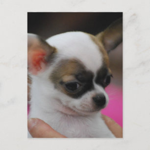 Cute Chihuahua Briefkaart