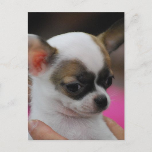 Cute Chihuahua Briefkaart (Voorkant)