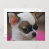Cute Chihuahua Briefkaart (Voorkant / Achterkant)