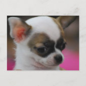 Cute Chihuahua Briefkaart (Voorkant)