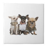 Cute Chihuahua Dogs Tegeltje (Voorkant)