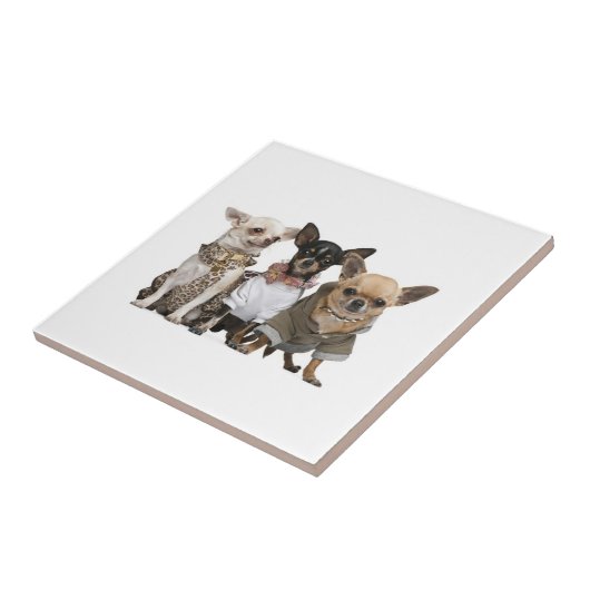 Cute Chihuahua Dogs Tegeltje (Zijkant)