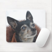 Cute Chihuahua Foto's Muismat (Met muis)