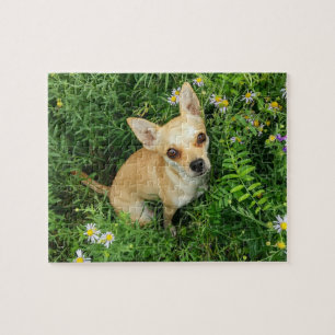 Cute Chihuahua in Grass Meadow Legpuzzel
