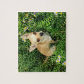 Cute Chihuahua in Grass Meadow Legpuzzel (Verticaal)