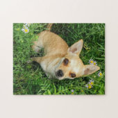 Cute Chihuahua in Grass Meadow Legpuzzel (Horizontaal)