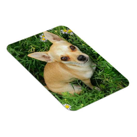 Cute Chihuahua in Grass Meadow Magneet (Rechterzijde)