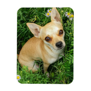 Cute Chihuahua in Grass Meadow Magneet