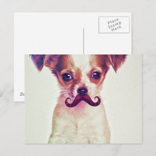 Cute Chihuahua met Paarse Funny Mustache Briefkaart (Voorkant / Achterkant)
