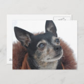 Cute Chihuahua Photos Briefkaart (Voorkant / Achterkant)