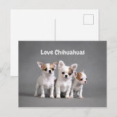Cute Chihuahua Puppies Briefkaart (Voorkant / Achterkant)