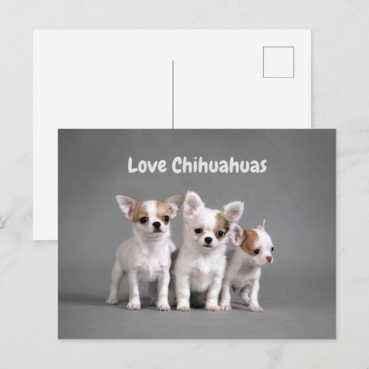 Cute Chihuahua Puppies Briefkaart (Voorkant / Achterkant)