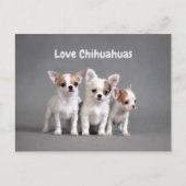 Cute Chihuahua Puppies Briefkaart (Voorkant)