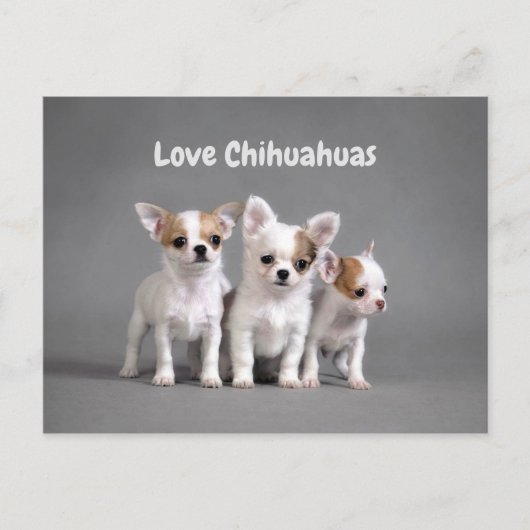 Cute Chihuahua Puppies Briefkaart (Voorkant)
