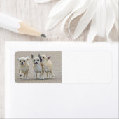 Cute Chihuahua Puppies Label (Insitu)