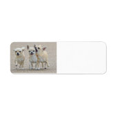 Cute Chihuahua Puppies Label (Voorkant)