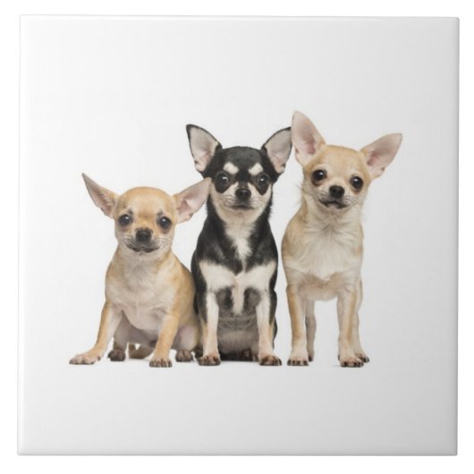 Cute Chihuahua Puppies Tegeltje (Voorkant)