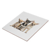 Cute Chihuahua Puppies Tegeltje (Zijkant)