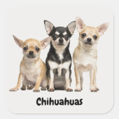 Cute Chihuahua Puppies Vierkante Sticker (Voorkant)