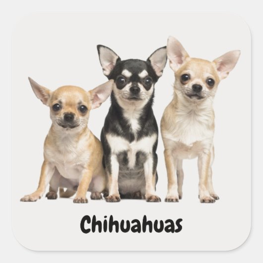 Cute Chihuahua Puppies Vierkante Sticker (Voorkant)