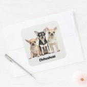 Cute Chihuahua Puppies Vierkante Sticker (Envelop)