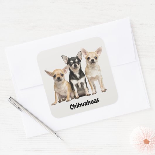 Cute Chihuahua Puppies Vierkante Sticker (Envelop)