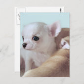 Cute chihuahua puppy briefkaart (Voorkant / Achterkant)