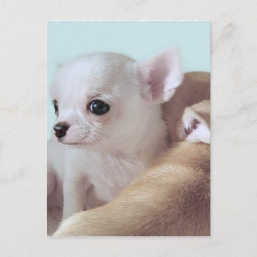Cute chihuahua puppy briefkaart (Voorkant)