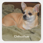 Cute Chihuahua Vierkante Sticker (Voorkant)